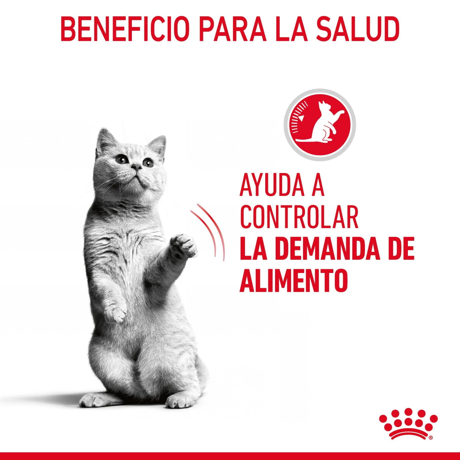ROYAL CANIN Pack 12 Appetite Control Salsa 7 ROYAL CANIN Pack 12 Appetite Control Salsa - Imagen 5