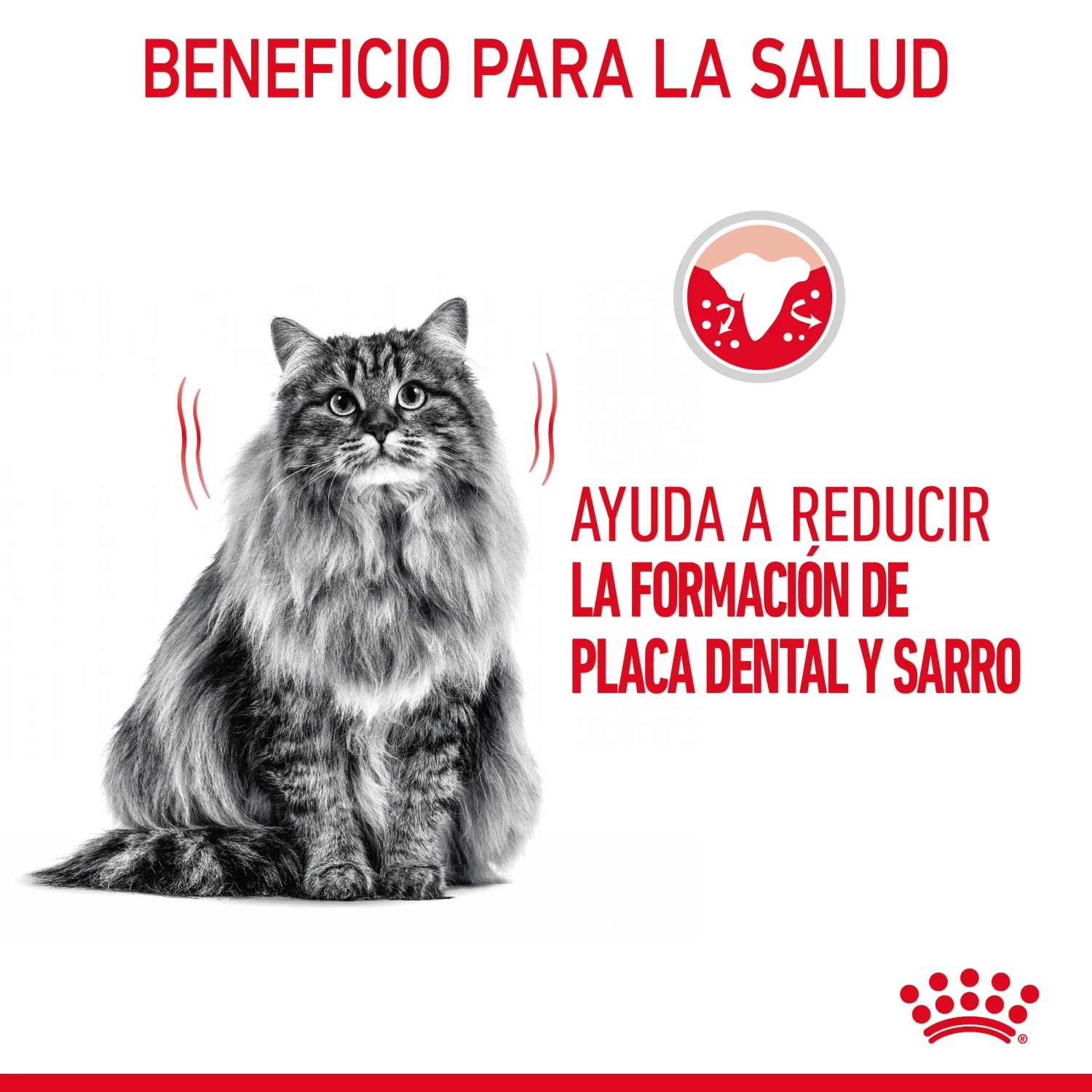 ROYAL CANIN Oral Care Pienso De Gato Adulto Con Sensibilidad Oral 7 ROYAL CANIN Oral Care Pienso De Gato Adulto Con Sensibilidad Oral - Imagen 5