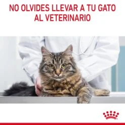 ROYAL CANIN Pack 12 Intense Beauty Salsa -Animalear Ventas RC FCN Hair skinPouchGravy CV 9 es ES 649d9b5470c7c