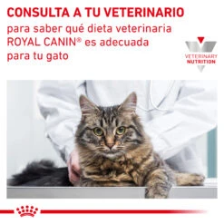 ROYAL CANIN Pienso Mature Consult -Animalear Ventas RC VET DRY CatMatCons CV 9 es ES 62fce2964b7e7