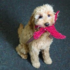 KONG Peluche Stegosaurus Verde 8 KONG Peluche Stegosaurus Verde -Animalear Ventas RDY13 2 1000x1000 62ea3d6515e8e