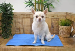 Manta Refrescante Cool Mat Azul Light Para Perros Y Gatos 13 Manta Refrescante Cool Mat Azul Light Para Perros Y Gatos -Animalear Ventas Sofi Talla S 9 6481909e705ce