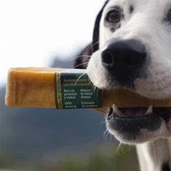 Mordedor Natural Leche De Yak Del Himalaya Con Cúrcuma Para Perros 18 Mordedor Natural Leche De Yak Del Himalaya Con Cúrcuma Para Perros -Animalear Ventas Wild Yaky Golden Curcuma barrita leche yak himalaya curcuma 3 620cf10a28393