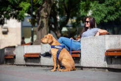 Julius K9 Arnés IDC De Cinta Neón 7 Julius K9 Arnés IDC De Cinta Neón -Animalear Ventas a62u4644 62722df72a1c5