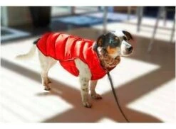 KRUUSE Abrigo Para Perros Buster Active Rojo 11 KRUUSE Abrigo Para Perros Buster Active Rojo -Animalear Ventas abrigo para perros rojo buster active 632da7a335d74