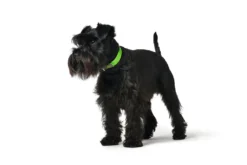 Hunter Collar Convenience Para Perros Color Negro -Animalear Ventas apple222 1024x1024 at 2x 62ac61fdbb958