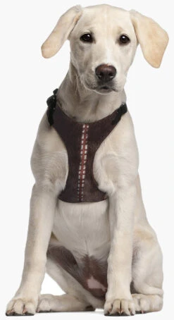 Arnés Star Wars Chewbacca -Animalear Ventas arners star wars chewbacca 11 6