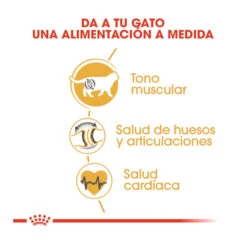 ROYAL CANIN British Shorthair Pienso Para Gato Adulto De Raza 21 ROYAL CANIN British Shorthair Pienso Para Gato Adulto De Raza -Animalear Ventas beneficios alimentacion gato 62f508a6607bf