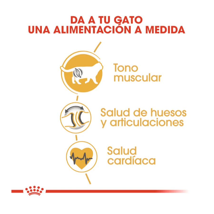 ROYAL CANIN British Shorthair Pienso Para Gato Adulto De Raza 8 ROYAL CANIN British Shorthair Pienso Para Gato Adulto De Raza - Imagen 6