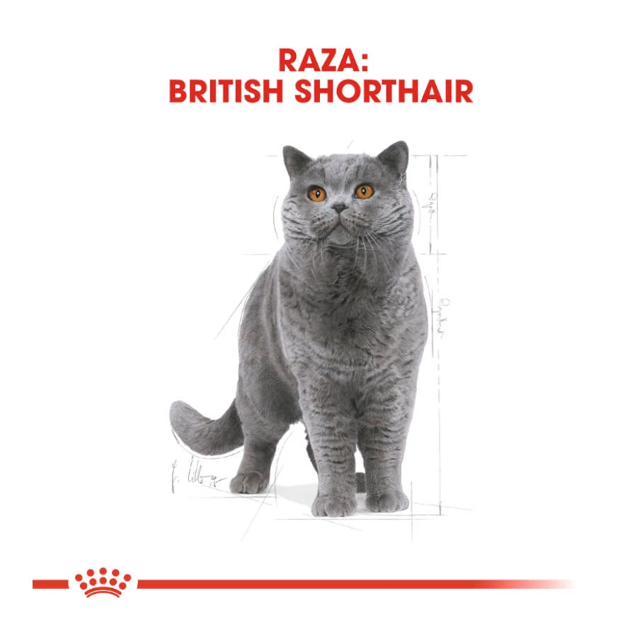 ROYAL CANIN British Shorthair Pienso Para Gato Adulto De Raza 6 ROYAL CANIN British Shorthair Pienso Para Gato Adulto De Raza - Imagen 4