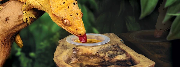 EXO TERRA Comedero Y Bebedero Arbóreo 4 EXO TERRA Comedero Y Bebedero Arbóreo - Imagen 2