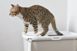 Savic Casita Gato Hop In -Animalear Ventas casita gato hop in 6 6