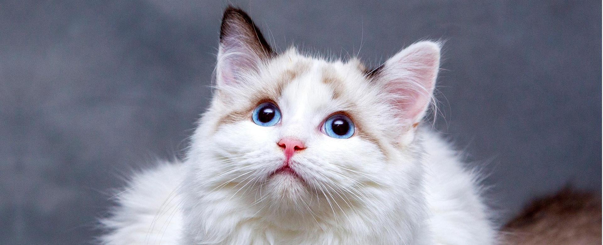 Animalear Ventas -Animalear Ventas cats 8096304 1920