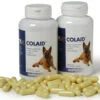 Colaid Para Problemas Gastrointestinales En Perros -Animalear Ventas colaid para problemas gastrointestinales en perros 1