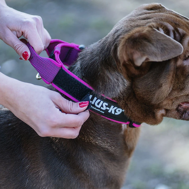 Julius K9 Collar Color & Gray IDC Con Asa Rosa 4 Julius K9 Collar Color & Gray IDC Con Asa Rosa - Imagen 2