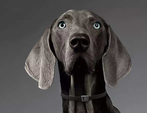 Collar Antiparasitario Merlin Para Perros Grandes 4 Collar Antiparasitario Merlin Para Perros Grandes - Imagen 2