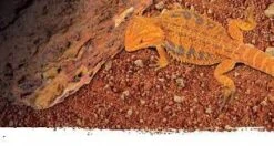 EXO TERRA Outback Red Piedra Desierto -Animalear Ventas download 64624de0612a3