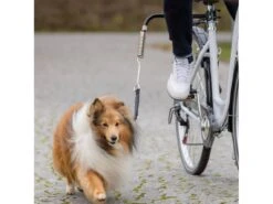 Trixie Correa Para Perros Especial Bicicleta De Luxe -Animalear Ventas e8aaf1aeb3bea1c67f1e9c13158bf55c3e665c32 641af3a1d0d5a
