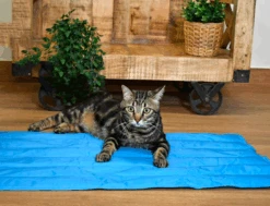 Manta Refrescante Cool Mat Azul Light Para Perros Y Gatos 11 Manta Refrescante Cool Mat Azul Light Para Perros Y Gatos -Animalear Ventas gatete cool 648190931e494