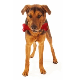 Bone Ternera Asada Y Vino Tinto -Animalear Ventas image qp 2 63491546da3d1