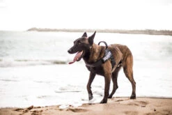 Julius K9 Arnés IDC De Cinta Negro -Animalear Ventas img 3043 62722dea9c9e9