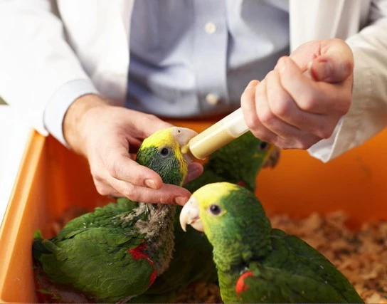 Papilla Tropican 5 Kg 4 Papilla Tropican 5 Kg - Imagen 2