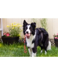 Julius K9 Pelota IDC Con Asa 11 Julius K9 Pelota IDC Con Asa -Animalear Ventas pelota idc asa cerrable 1 63a0274a10915