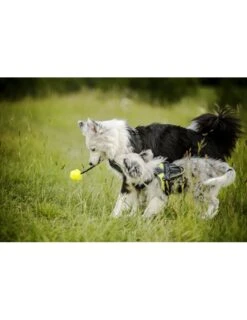 Julius K9 Pelota IDC Fluorescente Amarilla -Animalear Ventas pelota idc lumino asa cerrable 4 63a02a1cc067e