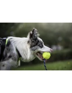 Julius K9 Pelota IDC Fluorescente Amarilla -Animalear Ventas pelota idc lumino asa cerrable 5 63a02a1dc2e62