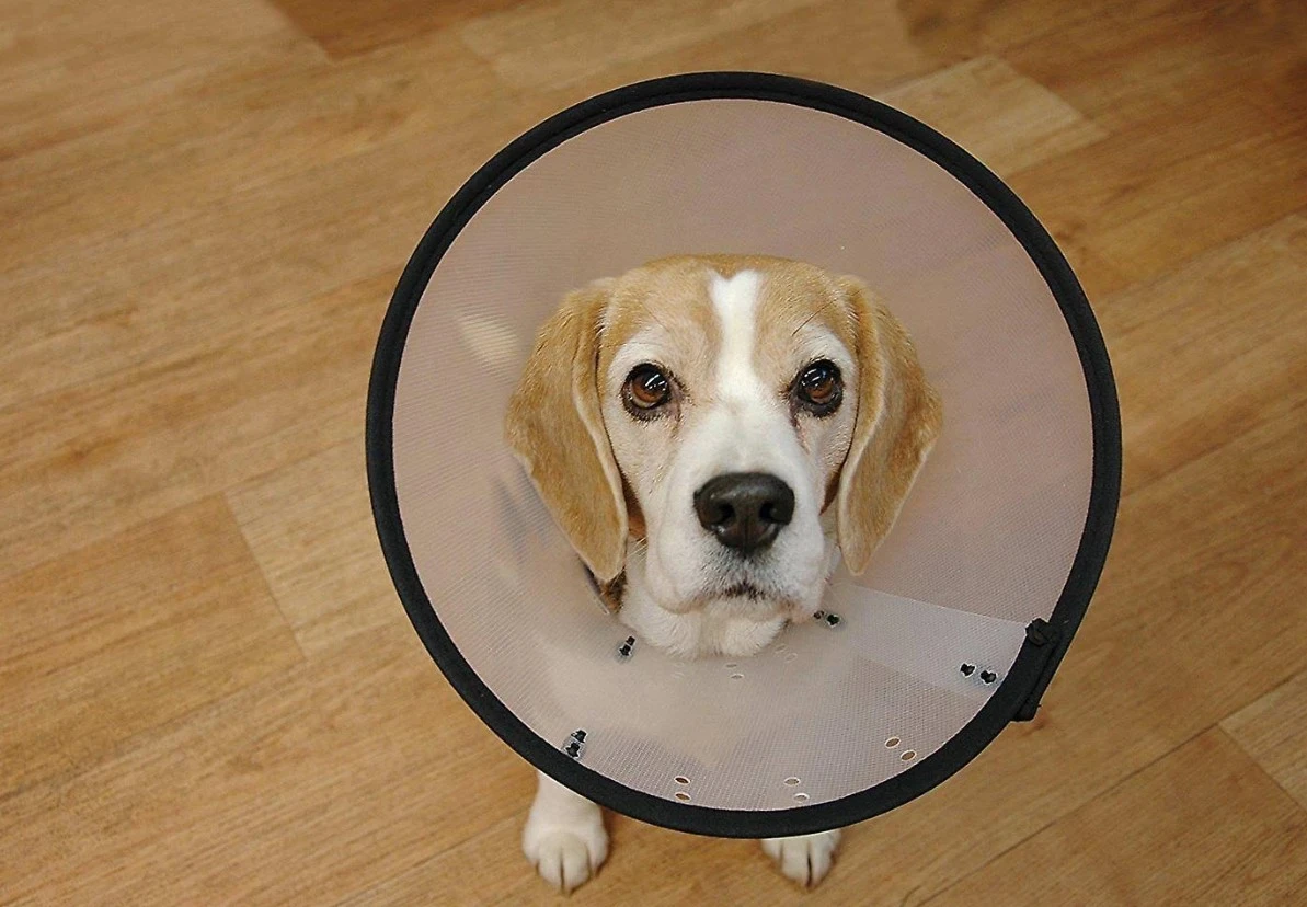 Smart Collar 4 Smart Collar - Imagen 2