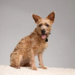 Tickless Repelente De Insectos Ultrasónico Rosa -Animalear Ventas pet5 63eca3daa36c2