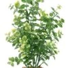FLUVAL Planta Bacopa Verde -Animalear Ventas planta bacopa verde 1