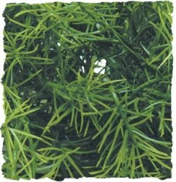 Zoo Med Planta De Plastico Cashuarina Grande Med