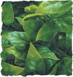 Zoo Med Planta De Plastico Mexican Phyllo Grande Med