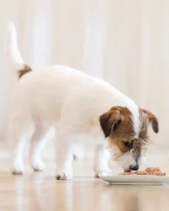 Schesir Pack 10 Pollo Con Manzana Para Su Mascota -Animalear Ventas schesir prodotti cane umido 62d55fa22d432