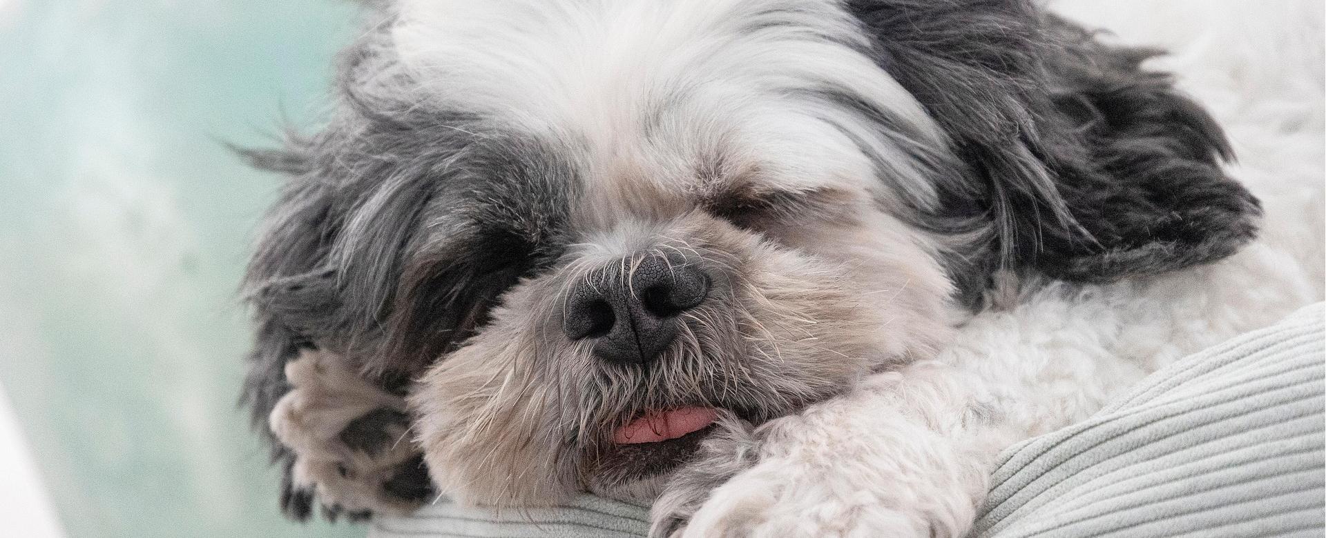 Animalear Ventas -Animalear Ventas shih tzu 8287355 1920