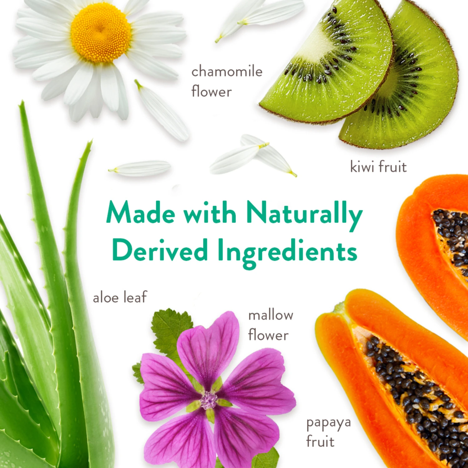 Tropiclean Champú Papaya Y Coco 6 Tropiclean Champú Papaya Y Coco - Imagen 4