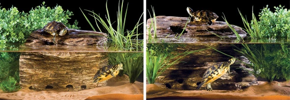 EXO TERRA Filtro Y Roca Para Tortuga Turtle Cliff Adaptador Corriente 10 EXO TERRA Filtro Y Roca Para Tortuga Turtle Cliff Adaptador Corriente - Imagen 8