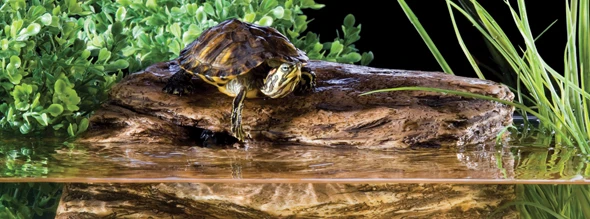 EXO TERRA Filtro Y Roca Para Tortuga Turtle Cliff Adaptador Corriente 9 EXO TERRA Filtro Y Roca Para Tortuga Turtle Cliff Adaptador Corriente - Imagen 7