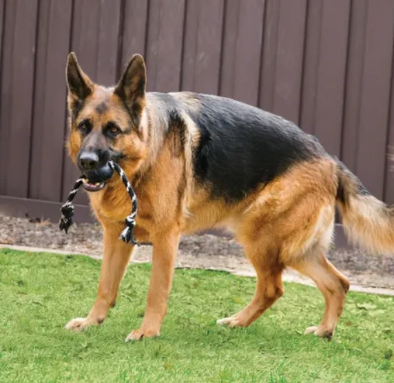 KONG Pelota Con Cuerda Extreme 5 KONG Pelota Con Cuerda Extreme - Imagen 3